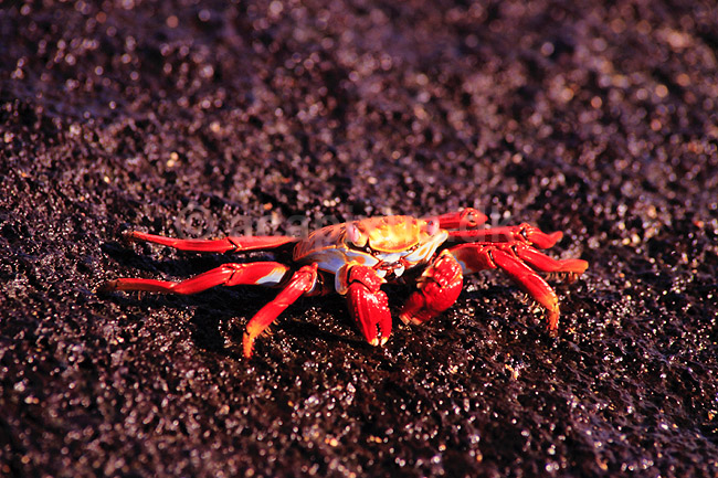 Krabbe. Sally Lightfoot krabbe ( Scan af KOL4831 ); Grapsus grapsus, Malacostraca; Galapagos; Equador; Sydamerika; krebsdyr; Krabber, skaldyr