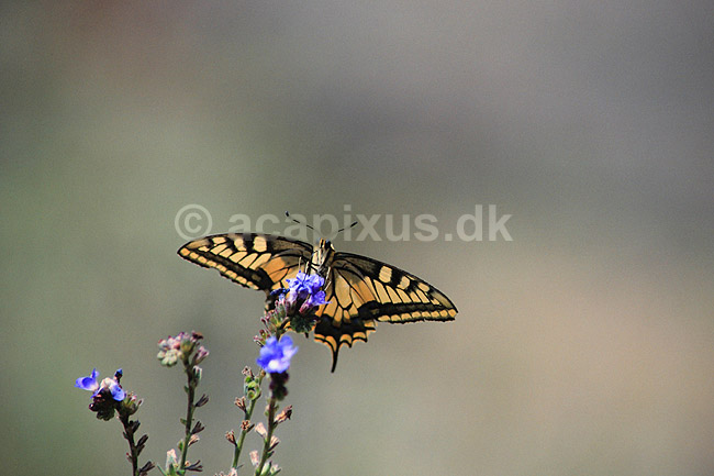 Svalehale. Svalehale ( Scan af KOL288 ); Papilio machaon, Papilionidae; Tortum; Tyrkiet; Asien; insekter; Sommerfugl, sommerfugle, svalehaler