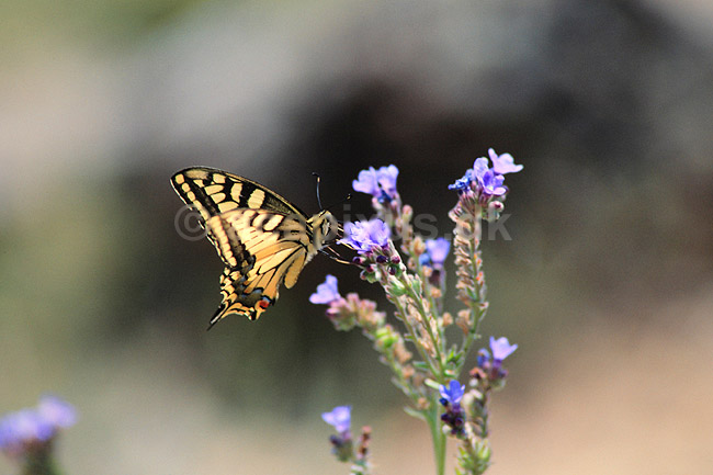 Svalehale. Svalehale ( Scan af KOL287 ); Papilio machaon, Papilionidae; Tortum; Tyrkiet; Asien; insekter; Sommerfugl, sommerfugle, svalehaler