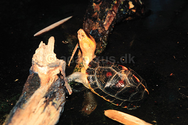 Skildpadde. Guldrandet �skeskildpadde ( Scan af KOL6480 ); Coura flavomarginata, Emydidae; Zoologisk Have / K�benhavn; ; ; krybdyr; Skildpadder
