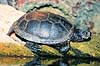 Skildpadde. Europ�isk sumpskildpadde ( Scan af KOL4628 ) Emys orbicularis, Testudines Danmarks Akvarium   krybdyr Skildpadder