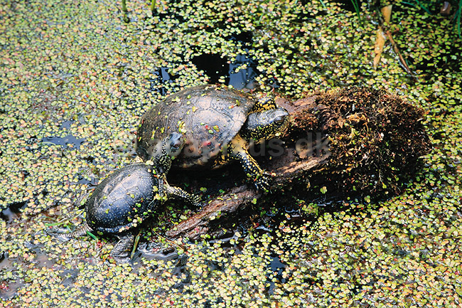 Skildpadde. Europ�isk sumpskildpadde ( Scan af KOL6873 ); Emys orbicularis, Testudines; K�benhavns ZOO; ; ; krybdyr; Skildpadder