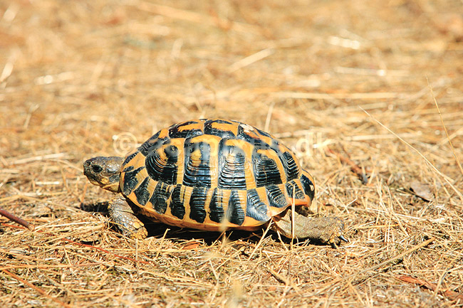 Skildpadde. Hermanns landskildpadde ( Scan af KOL7034 ); Testudo hermanni, Testudinidae; Toscana; Italien; ; krybdyr; Skildpadder