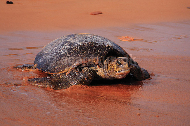 Skildpadde. Suppeskildpadde ( Scan af KOL4848 ); Chelonia mydas, Cheloniidae; Bartolome / Galapagos; Equador; Sydamerika; krybdyr; Skildpadder, suppeskildpadder