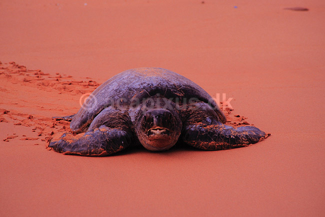 Skildpadde. Suppeskildpadde ( Scan af KOL4847 ); Chelonia mydas, Cheloniidae; Bartolome / Galapagos; Equador; Sydamerika; krybdyr; Skildpadder, suppeskildpadder