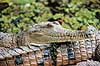 Krokodille. Australsk krokodille ( Scan af KOL2476 ) Crocodylus johnsoni, Crocodylidae Queensland Australien Australien krybdyr Krokodiller, t�nder