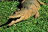 Krokodille. Australsk krokodille ( Scan af KOL2475 ) Crocodylus johnsoni, Crocodylidae Queensland Australien Australien krybdyr Krokodiller, t�nder