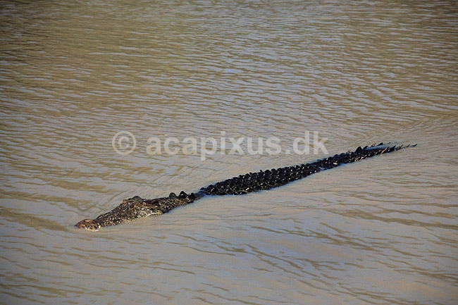 Krokodille. Delta krokodille, liste krokodille ( Scan af KOL2482 ); Crocodylus porosus, Crocodylidae; Adelaide River / Northern Territory; Australien; Australien; krybdyr; Krokodiller