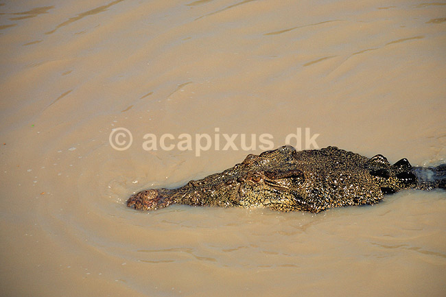 Krokodille. Delta krokodille, liste krokodille ( Scan af KOL2483 ); Crocodylus porosus, Crocodylidae; Adelaide River / Northern Territory; Australien; Australien; krybdyr; Krokodiller