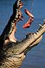 Krokodille. Delta krokodille, liste krokodille ( Scan af KOL2488 ) Crocodylus porosus, Crocodylidae Adelaide River / Northern Territory Australien Australien krybdyr Krokodiller