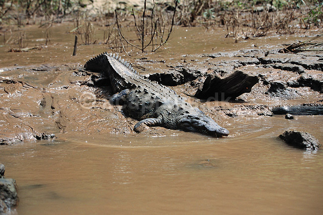 Kaiman. Sort kaiman ( Scan af KOL6620 ); Melanosuchus niger, Alligatoridae; Ca�on del Sumidero / Chiapas; Mexico; Nordamerika; krybdyr; Krokodille, krokodiller, kaimaner