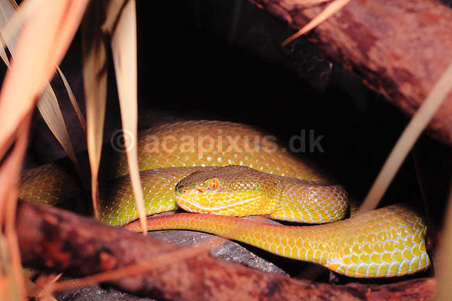 Slange. Dark green pit viper, �gonfrans-huggorm ( Scan af KOL4860 ); Trimeresurus popeorum, Crotalidae; ; Kina; Asien; krybdyr; Slanger, giftslange, giftslanger