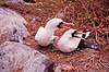 Maske sule. Maskesule ( Scan af KOL4875 ) Sula dactylatra, Sulidae Espa�ola / Galapagos Equador Sydamerika fugle Suler