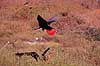 Fregatfugl. Amerikansk fregatfugl ( Scan af KOL4883 ) Fregata magnificens, Fregatidae North Seymour / Galapagos Equador Sydamerika fugle Fregatfugle