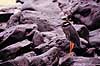 Hejre. Gulkronet nathejre ( Scan af KOL4887 ) Nyctanassa violacea, Ardeidae Espa�ola / Galapagos Equador Sydamerika fugle Hejrer