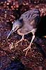 Hejre. Lava hejre ( Scan af KOL4885 ) Butorides striatus sundevalli, Ardeidae San Salvador / Galapagos Equador Sydamerika fugle Hejrer
