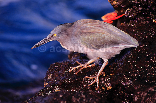 Hejre. Lava hejre ( Scan af KOL4886 ); Butorides striatus sundevalli, Ardeidae; San Salvador / Galapagos; Equador; Sydamerika; fugle; Hejrer