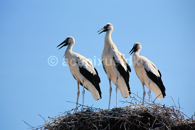 Stork. Hvid stork (unger) ( Scan af KOL285 ); Ciconia ciconia, Ciconiidae; Eski Malatya; Tyrkiet; Asien; fugle; Stork, storke, storkefugle