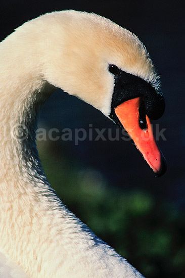Knopsvane. Knopsvane ( Scan af KOL3714 ); Cygnus olor, Anatidae; Utterslev Mose / Sj�lland; ; ; fugle; Svaner, knobsvaner