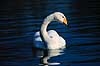 Sangsvane. Sangsvane ( Scan af KOL6273 ) Cygnus cygnus, Anatidae Utterslev Mose / Sj�lland   fugle Svaner, sangsvaner