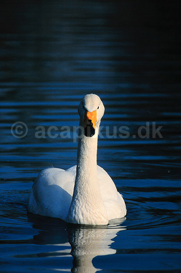 Sangsvane. Sangsvane ( Scan af KOL6278 ); Cygnus cygnus, Anatidae; Utterslev Mose / Sj�lland; ; ; fugle; Svaner, sangsvaner