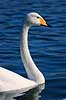Sangsvane. Sangsvane ( Scan af KOL6275 ) Cygnus cygnus, Anatidae Utterslev Mose / Sj�lland   fugle Svaner, sangsvaner