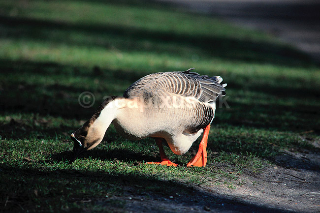 Svaneg�s. Svaneg�s ( Scan af KOL2351 ); Anser cygnoides, Anatidae; Utterslev Mose / Sj�lland; ; ; fugle; Svaneg�s