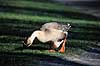 Svaneg�s. Svaneg�s ( Scan af KOL2351 ) Anser cygnoides, Anatidae Utterslev Mose / Sj�lland   fugle Svaneg�s