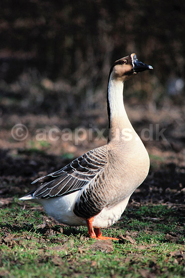 Svaneg�s. Svaneg�s ( Scan af KOL2354 ); Anser cygnoides, Anatidae; Utterslev Mose / Sj�lland; ; ; fugle; Svaneg�s