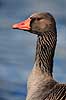 Gr�g�s. Gr�g�s ( Scan af KOL2363 ) Anser anser, Anatidae Utterslev Mose / Sj�lland   fugle G�s, g�s, gr�g�s