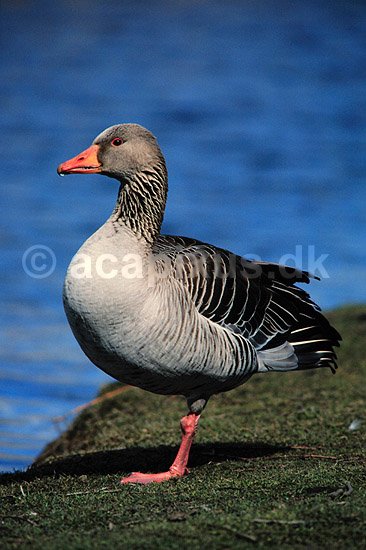 Gr�g�s. Gr�g�s ( Scan af KOL2361 ); Anser anser, Anatidae; Utterslev Mose / Sj�lland; ; ; fugle; G�s, g�s, gr�g�s