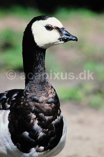 Bramg�s. Bramg�s ( Scan af KOL2348 ); Branta leucopsis, Anatidae; K�benhavn ZOO; ; ; fugle; G�s, g�s, bramg�s