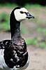 Bramg�s. Bramg�s ( Scan af KOL2348 ) Branta leucopsis, Anatidae K�benhavn ZOO   fugle G�s, g�s, bramg�s