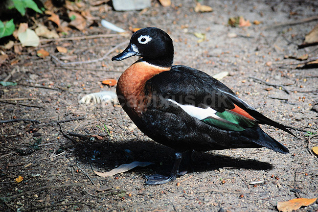 Australsk gravand. Australsk gravand ( Scan af KOL2541 ); Tadorna tadornoides, Anatidae; Queensland; Australien; Australien; fugle; And, �nder, andefugl, andefugle