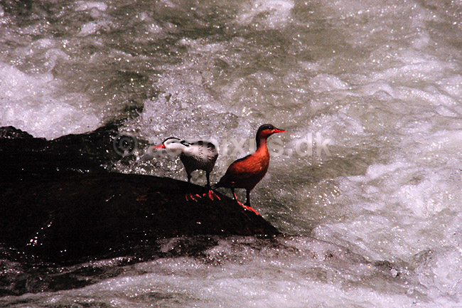 Skalleslugerand. Skalleslugerand ( Scan af KOL4892 ); Merganetta armata, Anatidae; Mindo / Andesbjergene; Equador; Sydamerika; fugle; And, �nder, andefugl, andefugle