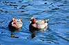 Pibeand. Pibeand ( Scan af KOL7070 ) Anas penelope, Anatidae K�benhavn ZOO   fugle And, �nder, andefugl, andefugle, pibe�nder