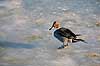 Spidsand. Spidsand ( Scan af KOL3697 ) Anas acuta, Anatidae K�benhavn ZOO   fugle And, �nder, andefugl, andefugle, spids�nder