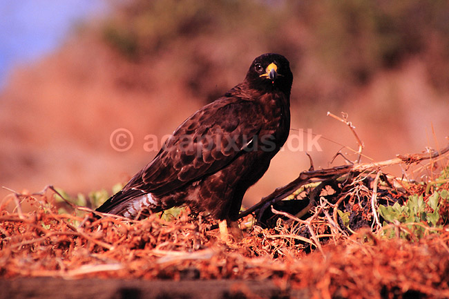 Galapagos musv�ge. Galapagosmusv�ge ( Scan af KOL4895 ); Buteo galapagoensis, Accipitridae; San Salvador / Galapagos; Equador; Sydamerika; fugle; Musv�ger, rovfugl, rovfugle