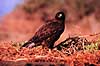 Galapagos musv�ge. Galapagosmusv�ge ( Scan af KOL4895 ) Buteo galapagoensis, Accipitridae San Salvador / Galapagos Equador Sydamerika fugle Musv�ger, rovfugl, rovfugle