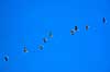 Pr�rietrane. Pr�rietrane ( Scan af KOL2204 )  Grus canadensis, Gruidae Platte River / Nebraska USA Nordamerika fugle fugletr�k, traner, trane, pr�rietraner