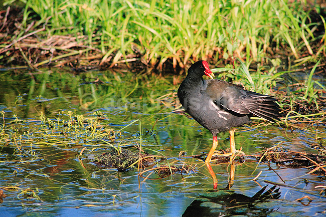R�rh�ne. Gr�nbenet r�rh�ne ( Scan af KOL2206 ) ; Gallinula chloropus, Rallidae; Eco Pond / Everglades NP / Florida; USA; Nordamerika; fugle; 
