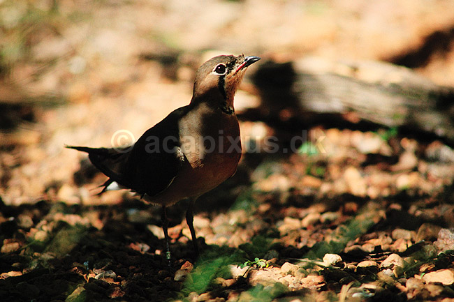 Oriental Pratincole. Oriental Pratincole ( Scan af KOL2564 ) ; Glareola maldivarus, Glareolidae; Territory Wildlife Park / Northern Territory; Australien; Australien; fugle; Braksvaler