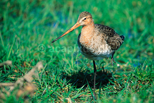 Stor Kobbersneppe. Stor Kobbersneppe ( Scan af KOL4009 ) ; Limosa limosa, Scolopacidae; Nyord strandenge / M�n; ; ; fugle; Sneppefugle