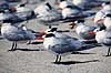 Konge terne. Kongeterne ( Scan af KOL2213 )  Sterna maxima, Laridae Sanibel Island / Florida USA Nordamerika fugle M�gefugle, terner