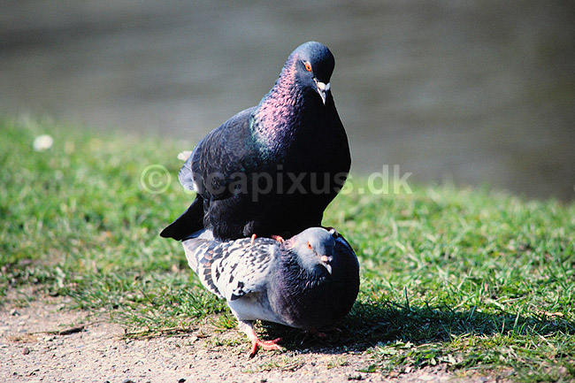 Tamdue. Tamdue, parring ( Scan af KOL3734 ) ; Columba domesticus, Columbidae; Utterslev Mose / Sj�lland; ; ; fugle; Duefugle, reproduktion, formering, befrugtning