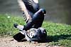 Tamdue. Tamdue, parring ( Scan af KOL3735 )  Columba domesticus, Columbidae Utterslev Mose / Sj�lland   fugle Duefugle, reproduktion, formering, befrugtning