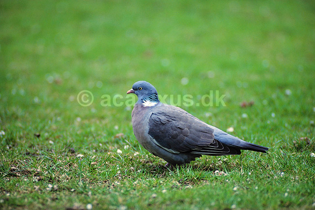 Ringdue. Ringdue ( Scan af KOL491 ) ; Columba palumbus, Columbidae; �rhus; ; ; fugle; Duefugle