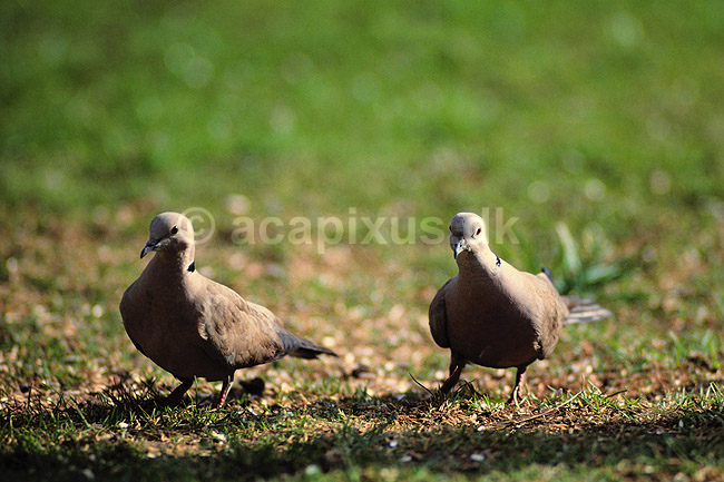Tyrkerduer. Tyrkerduer ( Scan af KOL490 ) ; Streptopelia decaocto, Columbidae; �rhus; ; ; fugle; Duefugle