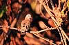 Gr�nplettetdue. Greenspotted dove ( Scan af KOL3327 )  Turtur chalcospilos, Columbidae Moremi NP Botswana Afrika fugle Duefugle