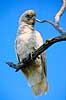Little Corella. Little Corella ( Scan af KOL2588 )  Cacatua tenuirostris pastinator, Cacatuidae Yellow Waters / Kakadu NP / Northern Territory Australien Australien fugle Kakaduer, papeg�je, papeg�jer, Psittaciformes